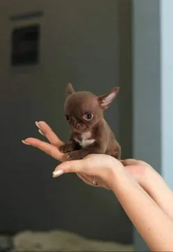 Przepiękne szczenięta chihuahua gotowe do sprzedaży w nowych domach, , Stargard Gubiński