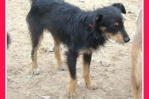 11 kg,rodzinny,łagodny,przyjazny,wesoły piesek TER
