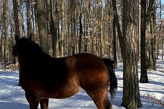Sprzedam klacz zimnokrwistą źrebną, Lubelskie, Ryki