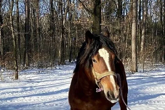 Sprzedam klacz zimnokrwistą źrebną, Lubelskie, Ryki