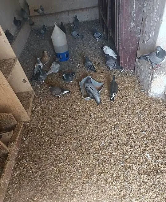 Sprzedam gołębia pocztowe młode i stare 17 sztuk WYSYŁKA, Kujawsko-pomorskie, Osięciny