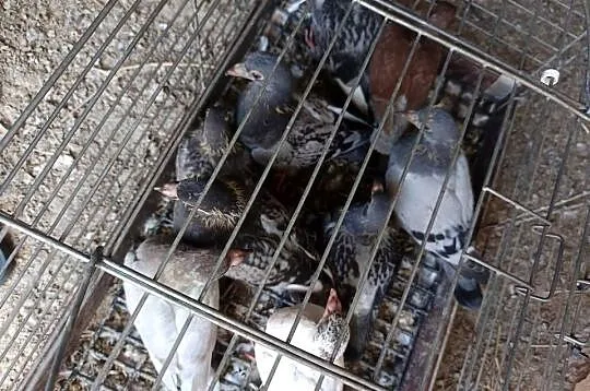 Sprzedam gołębia pocztowe młode i stare 17 sztuk WYSYŁKA, Kujawsko-pomorskie, Osięciny