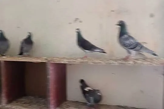 Sprzedam gołębia pocztowe młode i stare 17 sztuk WYSYŁKA, Kujawsko-pomorskie, Osięciny