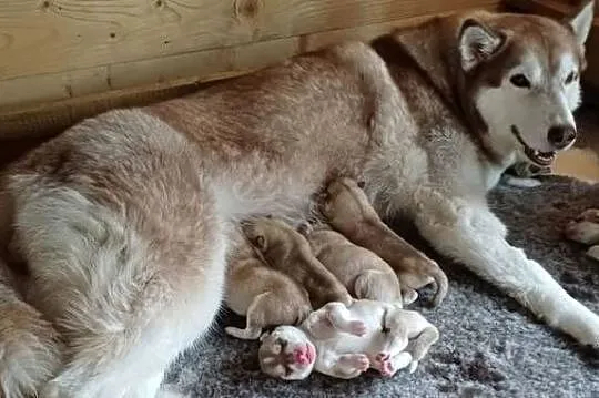 Siberian Husky po Championach ZKwP FCI, Małopolskie, Kraków