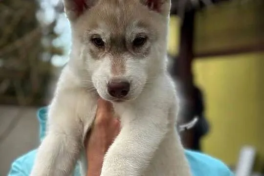 Siberian Husky po Championach ZKwP FCI, Małopolskie, Kraków