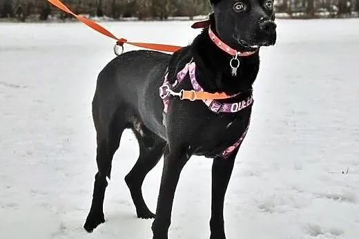 Salvo- pół labrador - do adopcji,  mazowieckie Warszawa