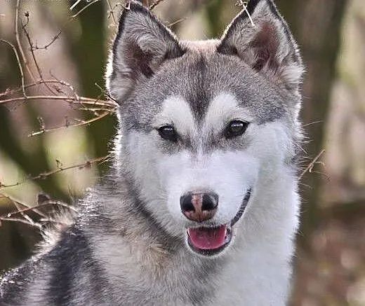 Mumin - radosny szczeniak husky czeka na nowy dom,