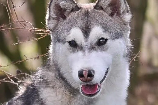 Mumin - radosny szczeniak husky czeka na nowy dom, śląskie Sosnowiec