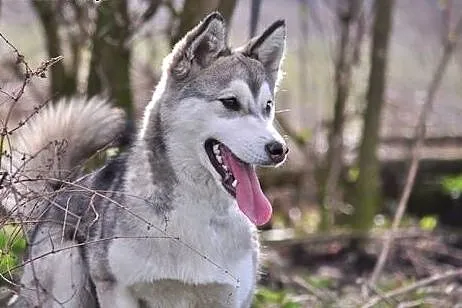 Mumin - radosny szczeniak husky czeka na nowy dom,