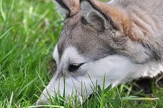 Mumin - radosny szczeniak husky czeka na nowy dom,