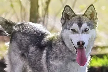 Mumin - radosny szczeniak husky czeka na nowy dom,