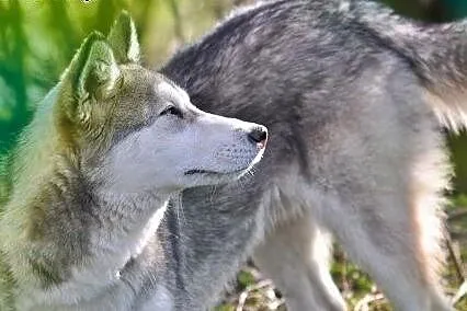 Mumin - radosny szczeniak husky czeka na nowy dom,