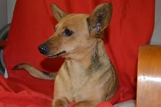 Jamniczkowata Tao