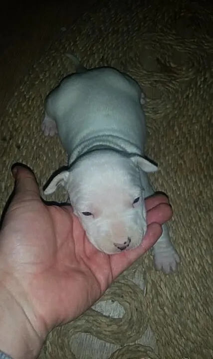 Szczeniaki amstaff