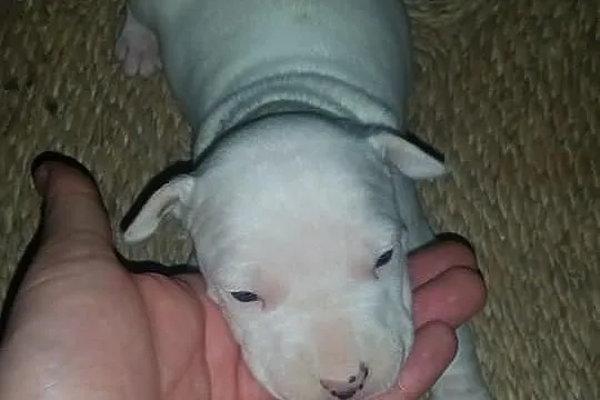 Szczeniaki amstaff