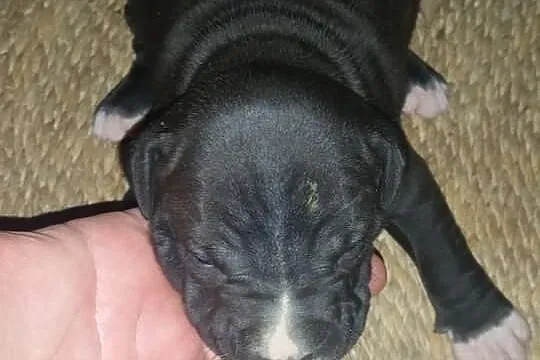 Szczeniaki amstaff