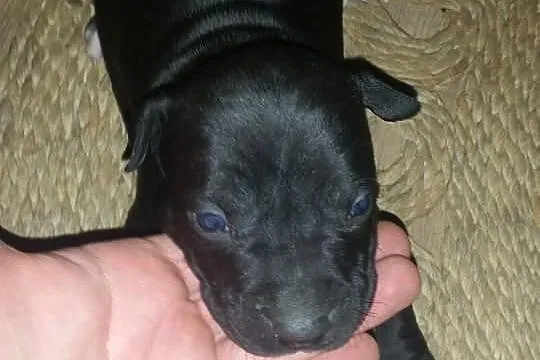 Szczeniaki amstaff
