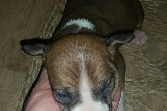 Szczeniaki amstaff