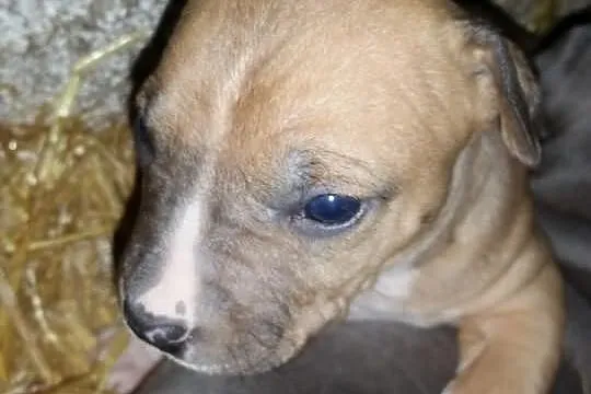 Szczeniaki amstaff