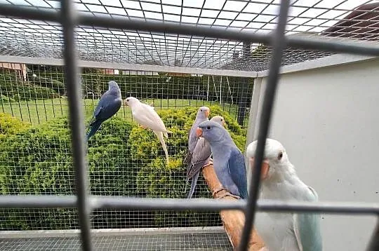 Papugi aleksandretty, Śląskie, Gliwice