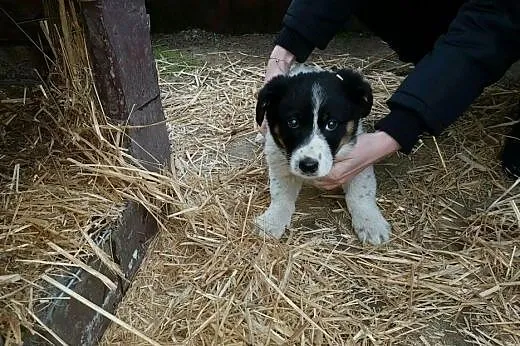 Dwa 3 miesieczne szczeniaki pilnie ,  mazowieckie 
