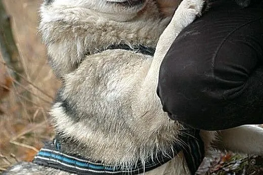Belfer - przyjacielski husky czeka na adopcję,  ma