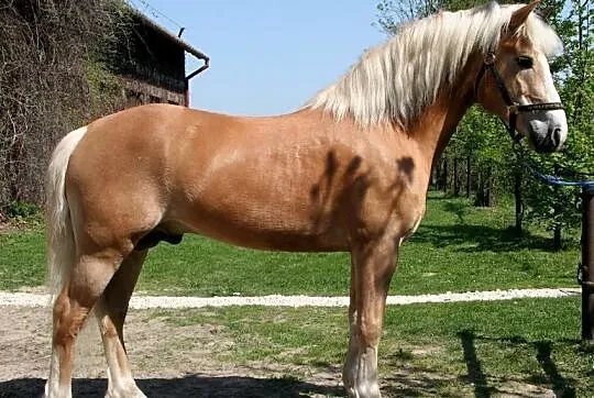 Stanówka ogierem