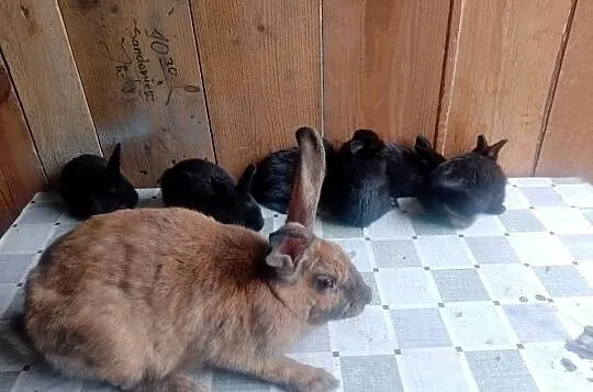 Samica z młodymi sztuk 6