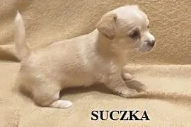 Yorko--Chihuahua, Gryfów Śląski