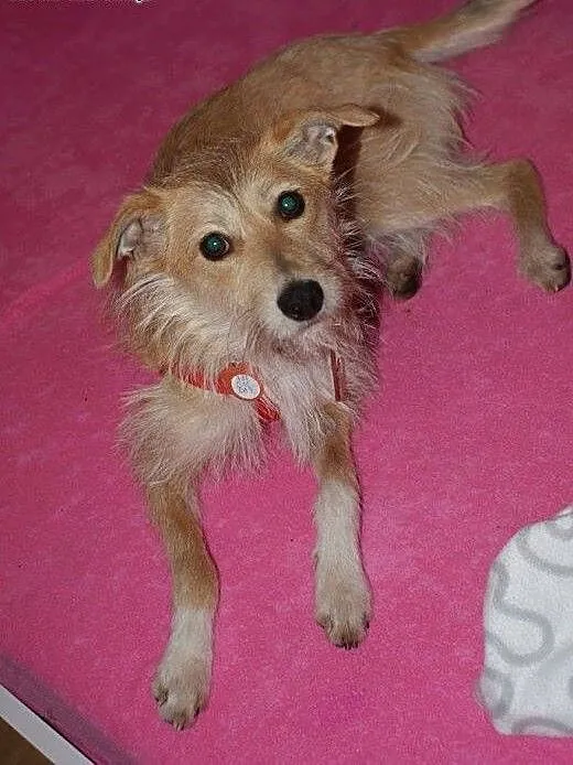 Wesolutka Fraszka — idealna do adopcji!