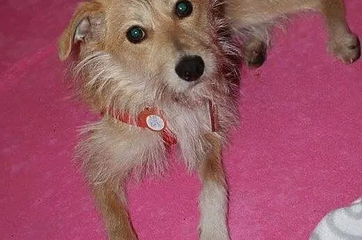 Wesolutka Fraszka &#8212; idealna do adopcji! 