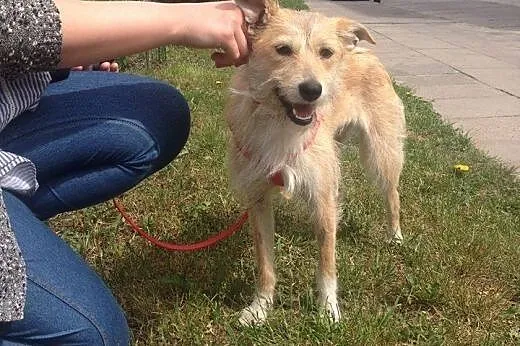 Wesolutka Fraszka &#8212; idealna do adopcji! 
