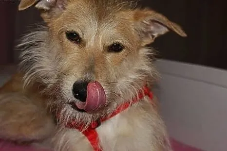 Wesolutka Fraszka &#8212; idealna do adopcji! 