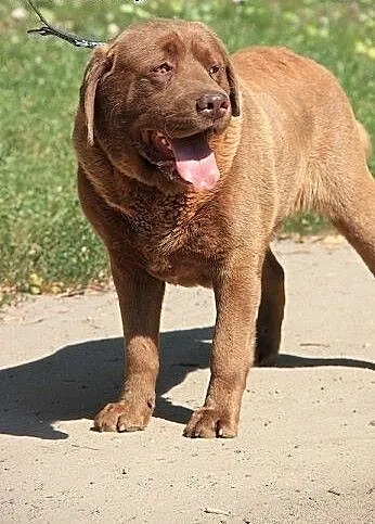Czekoladowy labrador do adopcji, kujawsko-pomorsk