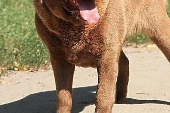 Czekoladowy labrador do adopcji,  kujawsko-pomorsk