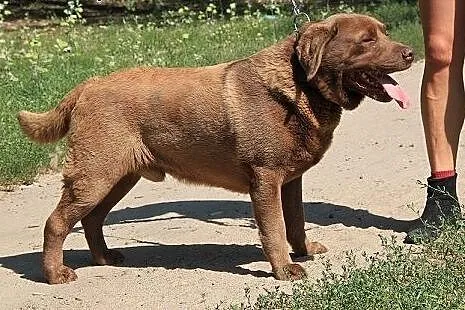 Czekoladowy labrador do adopcji,  kujawsko-pomorsk