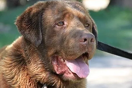 Czekoladowy labrador do adopcji,  kujawsko-pomorsk