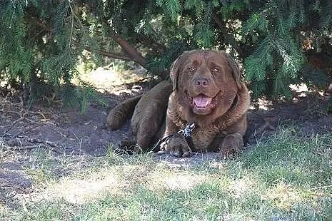 Czekoladowy labrador do adopcji,  kujawsko-pomorsk