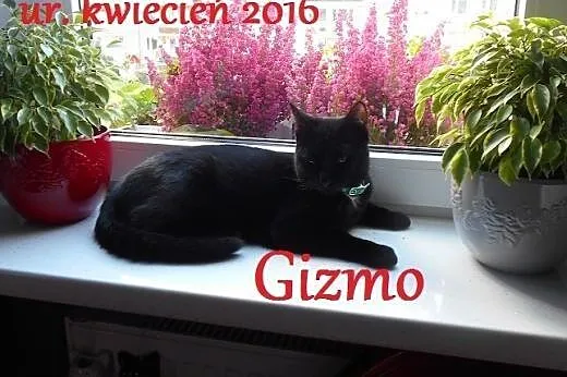 Pokochaj zamkowego kotka,  Koty pospolite cała Polska