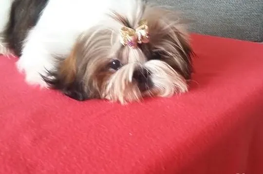 Shih Tzu Szczeniaczki Dar Tybetu ZKwP