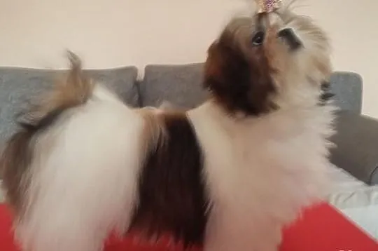 Shih Tzu Szczeniaczki Dar Tybetu ZKwP