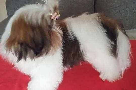 Shih Tzu Szczeniaczki Dar Tybetu ZKwP