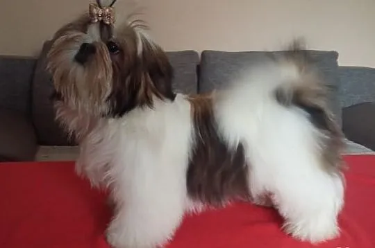 Shih Tzu Szczeniaczki Dar Tybetu ZKwP