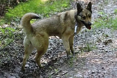 Cudowna Luna zabrana z łańcucha pilnie szuka domu.