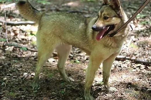 Cudowna Luna zabrana z łańcucha pilnie szuka domu.