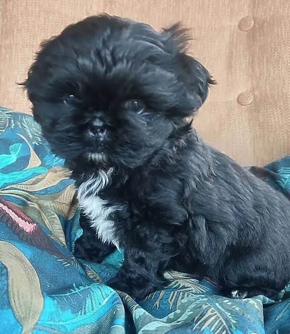 Czarna suczka Shih Tzu, Podkarpackie, Kolbuszowa