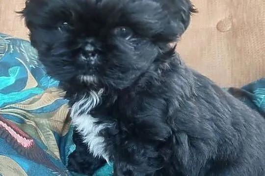 Czarna suczka Shih Tzu, Podkarpackie, Kolbuszowa
