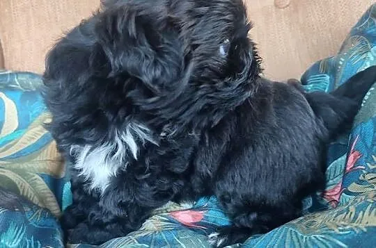 Czarna suczka Shih Tzu, Podkarpackie, Kolbuszowa