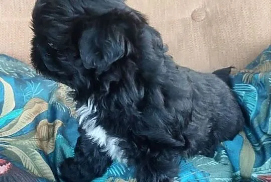 Czarna suczka Shih Tzu, Podkarpackie, Kolbuszowa