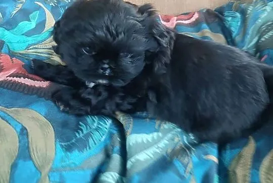 Czarna suczka Shih Tzu, Podkarpackie, Kolbuszowa